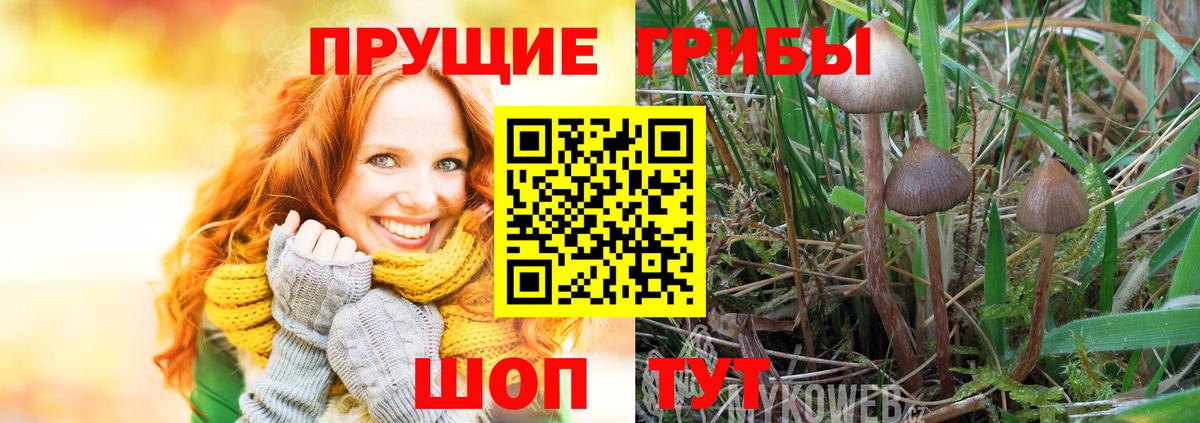 Котовск  Галлюциногенные грибы MAGIC MUSHROOMS  Вход с VPN 